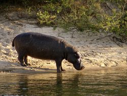 Mosi oa Tunya National Park hippo_