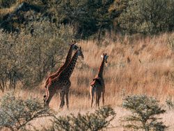 Mount Longonot National Park giraffe