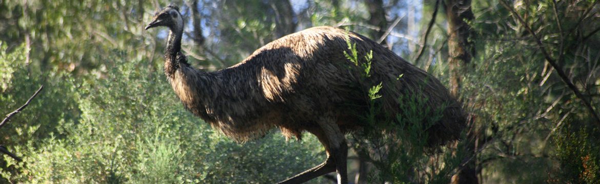 Featured image for Mount Remarkable National Park