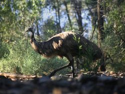 Mount Remarkable National Park emu