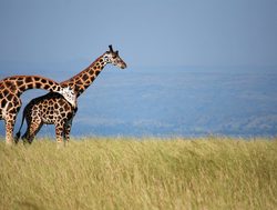Murchison Falls National Park giraffe