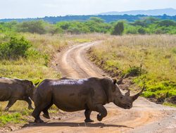 Nairobi National Park rhinoceroses
