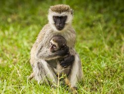 Nairobi National Park vervet monkey with baby