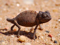 Namib Naukluft National Park chameleon