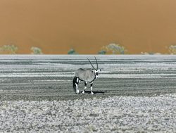 Namib Naukluft National Park gemsbok oryx crossing pan