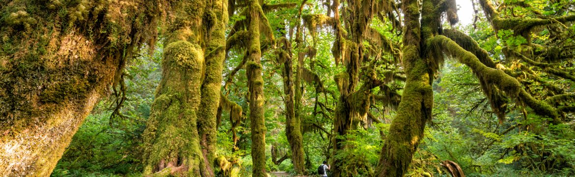 Featured image for Olympic National Park