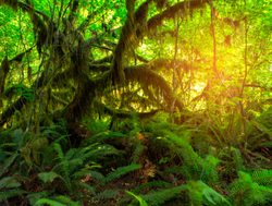 Mount Olympic Hoh Rainforest sun piercing the moss