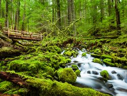 Mount Olympic Hoh Rainforest with a stream