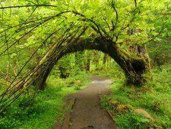 Mount Olympic Hoh Rainforest