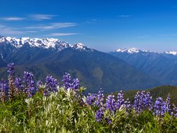 Mount Olympic Hurricane Ridge