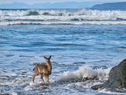 Mount Olympic National Park deer in the ocean shoreline