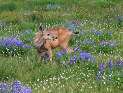 Mount Olympic National Park deer