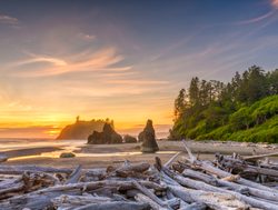 Mount Olympic National Park driftwood