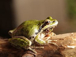 Mount Olympic National Park frog