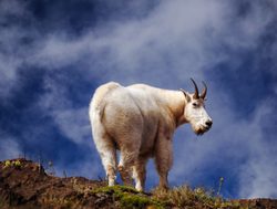 Mount Olympic National Park mountain goat