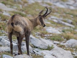 Mount Olympus National Park chamois