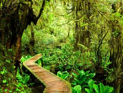 Pacific Rim National Park boarded trail through forest