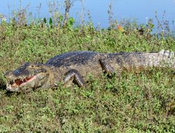 Pantanal Caiman