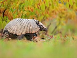 Pantanal armadillo