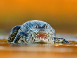 Pantanal caiman on river banks