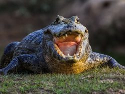 Pantanal caiman profile