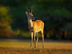 Pantanal deer