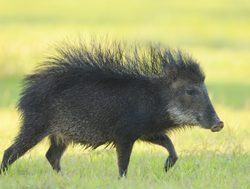 Pantanal peccary