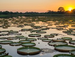 Pantanal river