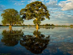 Pantanal with river and flooding water