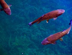 Plitvice Lakes National Park fish