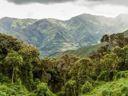 Jungle landscape in Podocarpus National Park Ecuador