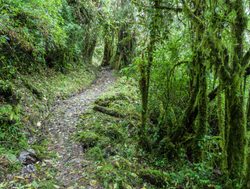 Serene trail in Podocarpus National Park