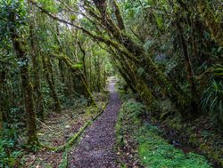 Trail in Podocarpus National Park Ecuador