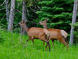 Prince Albert National Park pair of elk