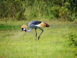 Queen Elizabeth National Park crowned crane