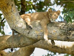 Queen Elizabeth National Park lion on a tree branch