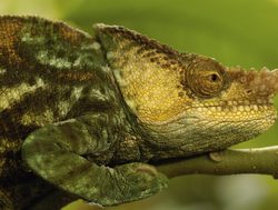 Ranomafana National Park chameleon profile