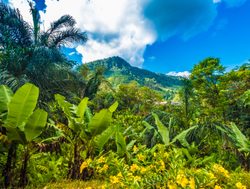 Ranomafana National Park jungle landscape