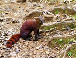 Ranomafana National Park ringtailed mongoose