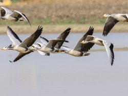 Ranthambore National Park Barheaded geese