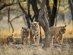 Ranthambore National Park family of tigers