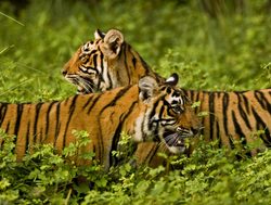 Ranthambore National Park pair of tigers
