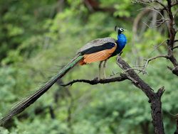 Ranthambore National Park peacock