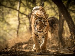 Ranthambore National Park tiger prowling