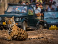 Ranthambore National Park tiger watching