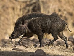 Ranthambore National Park wild boar