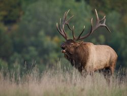 Rocky Mountain National Park bull elk