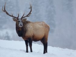 Rocky Mountain National Park elk in snow