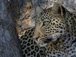 Ruaha National Park leopard