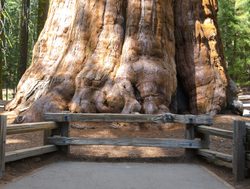 Sequoia National Park largest tree named general sherman